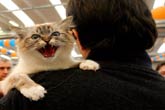 Man Fined In Fight Over Wife's Deviant Cat